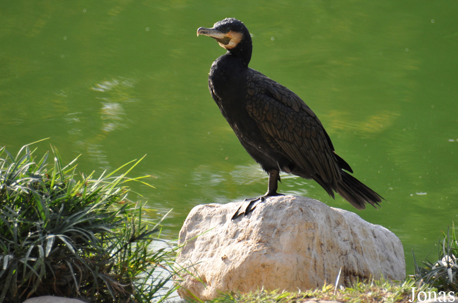 Phalacrocorax carbo sinensis