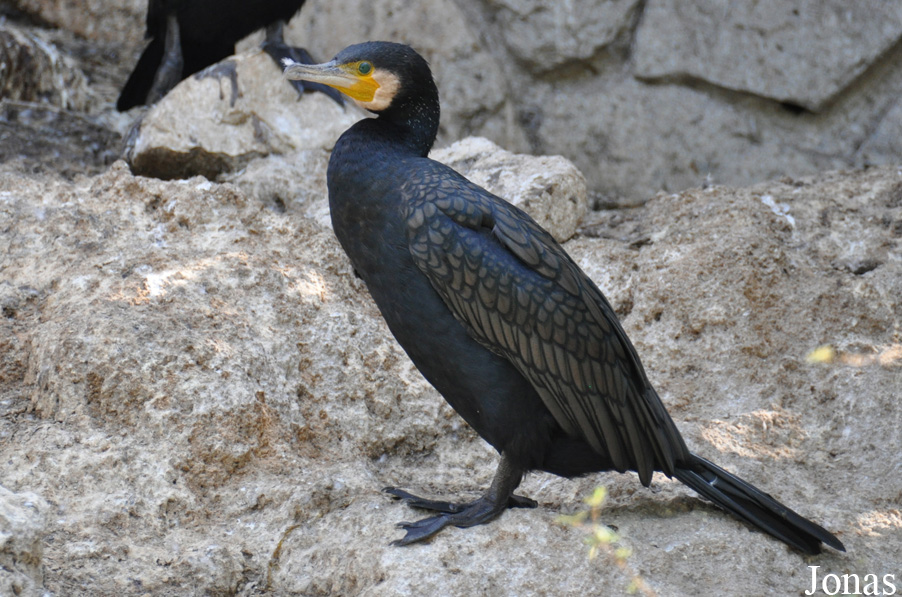 Phalacrocorax carbo sinensis