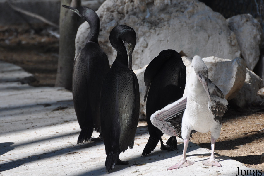 Phalacrocorax nigrogularis
