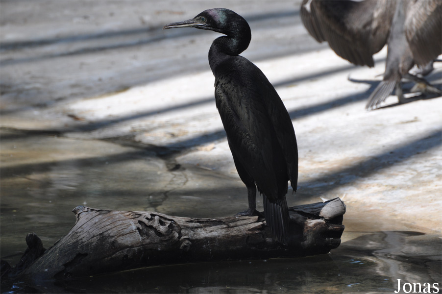 Phalacrocorax nigrogularis