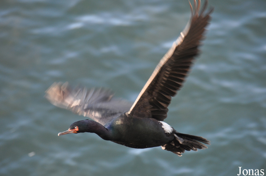 Urile pelagicus resplendens