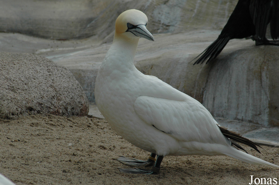 Morus bassanus