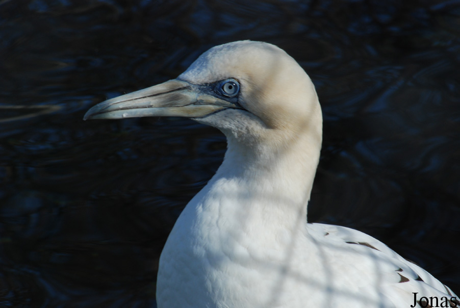 Morus bassanus
