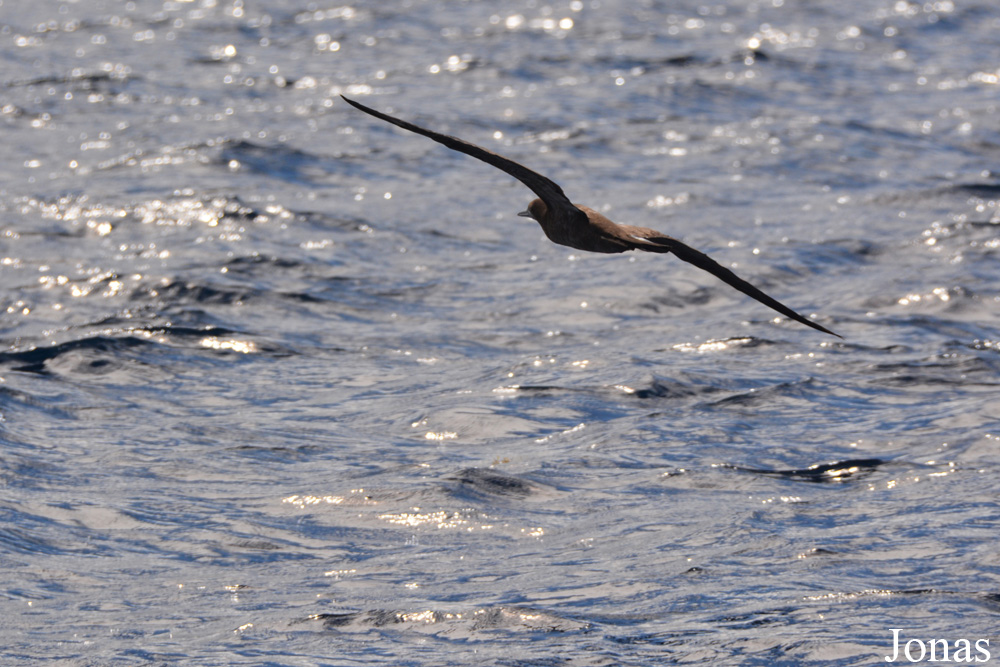Sula leucogaster leucogaster / Guadeloupe