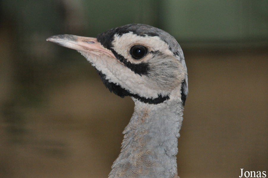 Eupodotis senegalensis