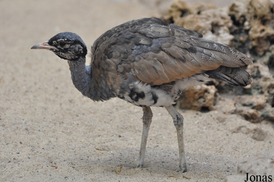 Eupodotis senegalensis