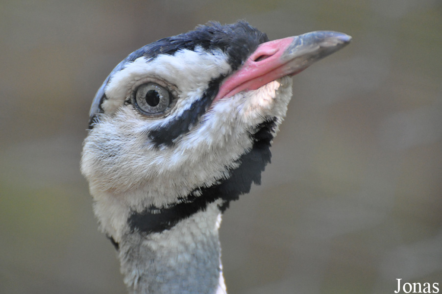 Eupodotis senegalensis
