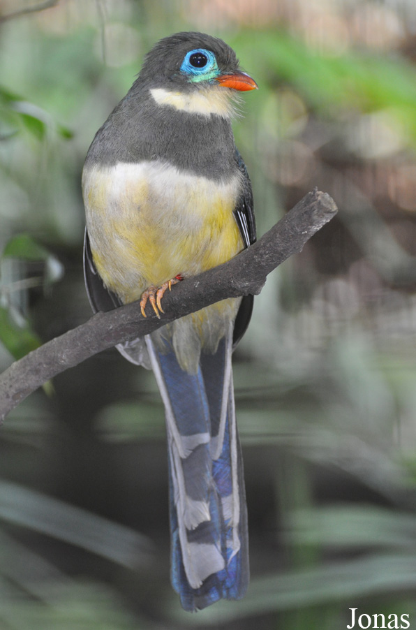 Harpactes reinwardtii