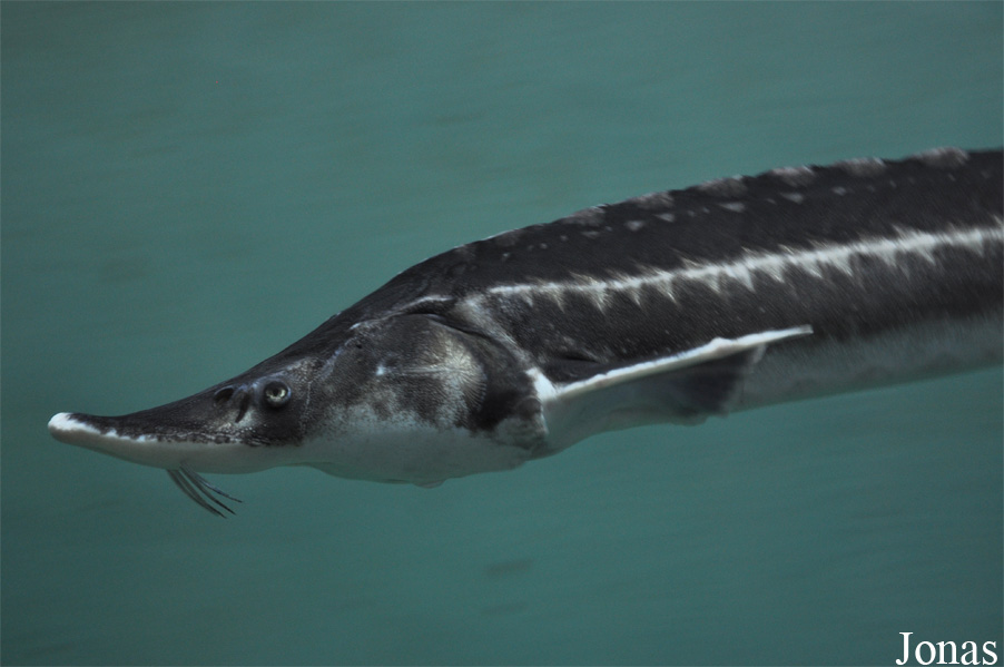 Acipenser stellatus
