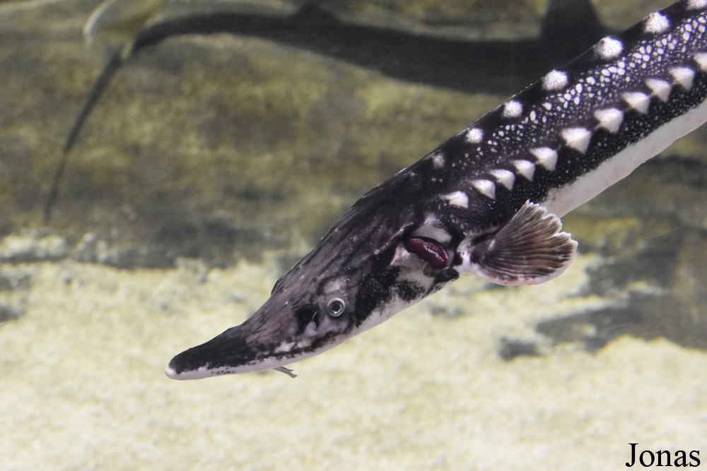 Acipenser stellatus