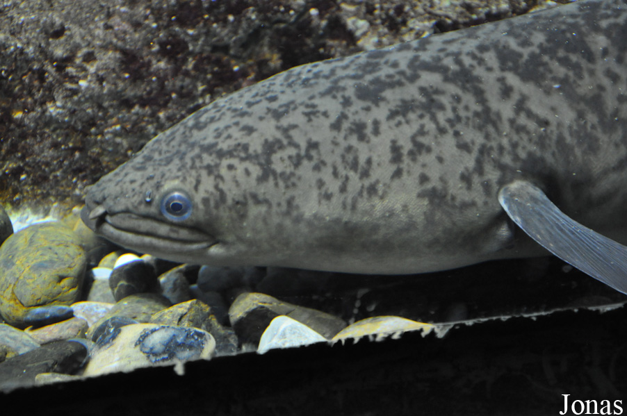 Anguilla bengalensis