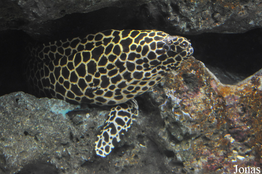Gymnothorax favagineus