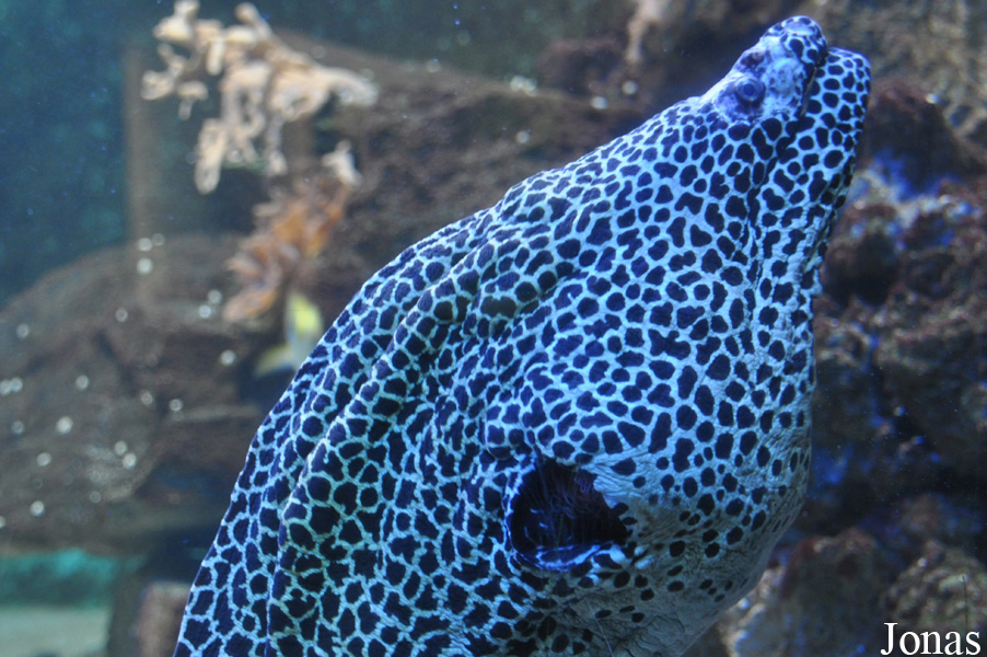 Gymnothorax favagineus