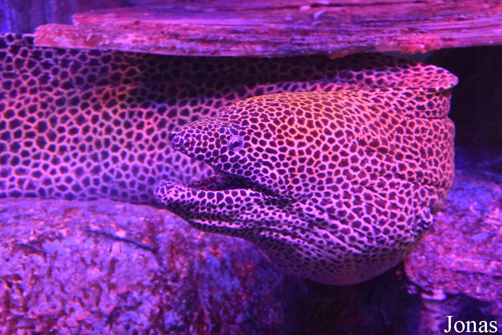 Gymnothorax favagineus