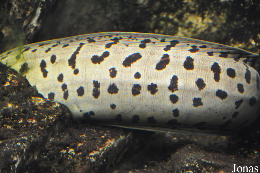 Gymnothorax fimbriatus