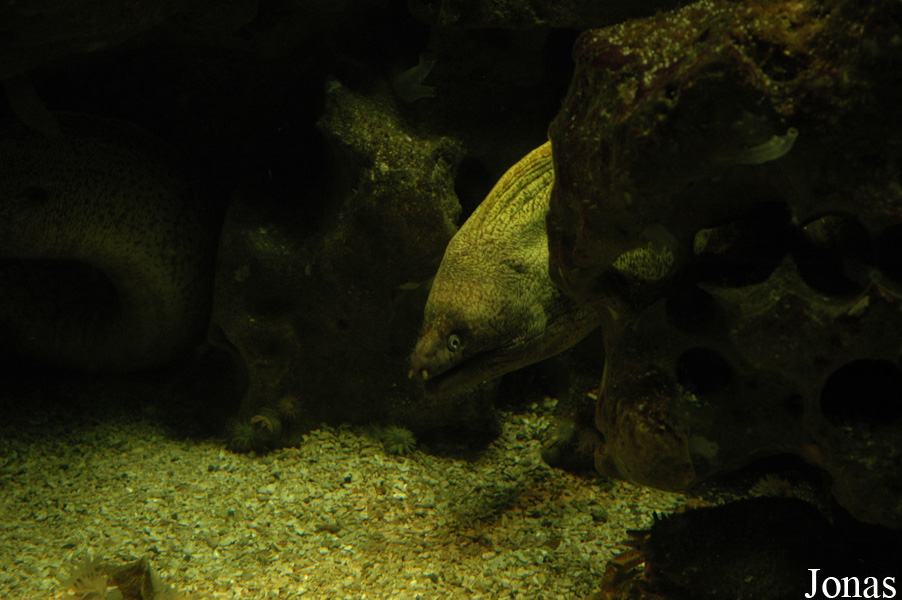 Gymnothorax funebris