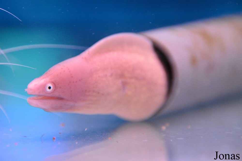 Gymnothorax griseus