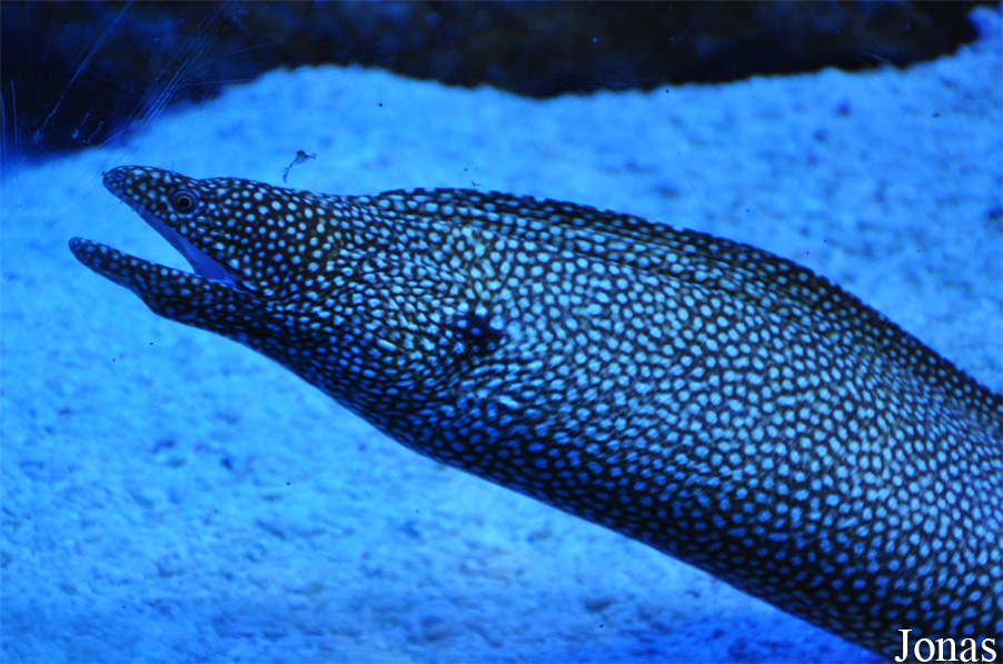 Gymnothorax meleagris