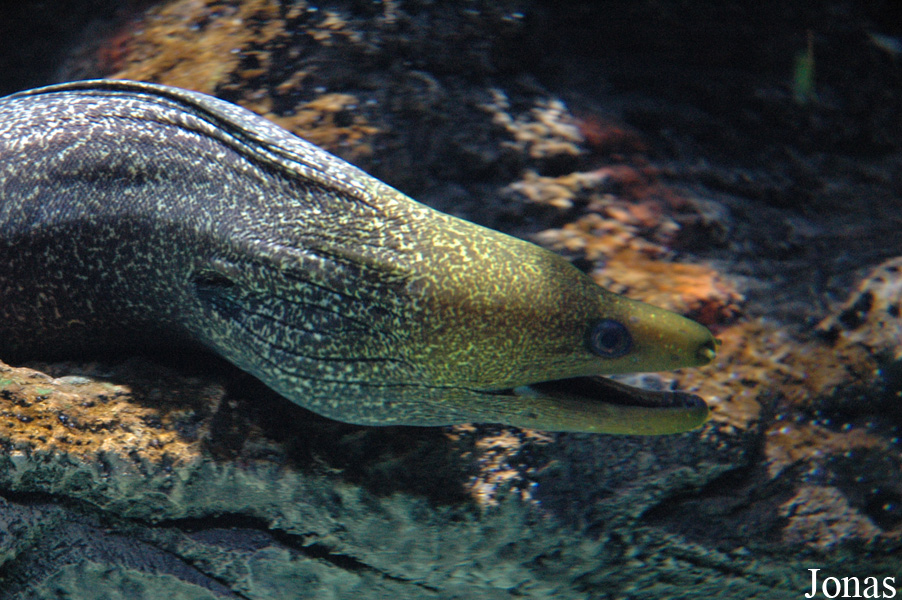 Gymnothorax undulatus