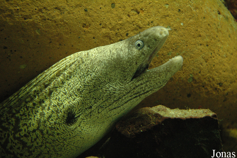 Muraena helena