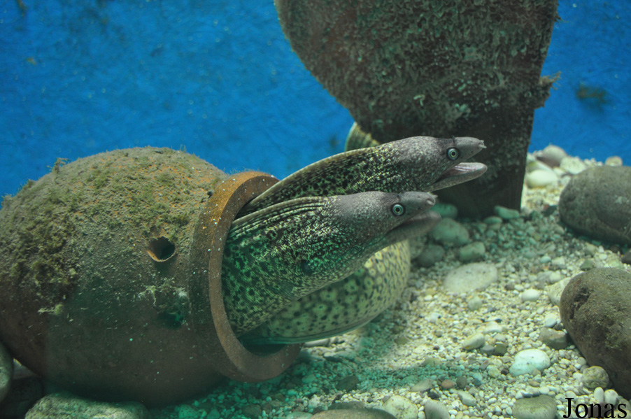 Muraena helena