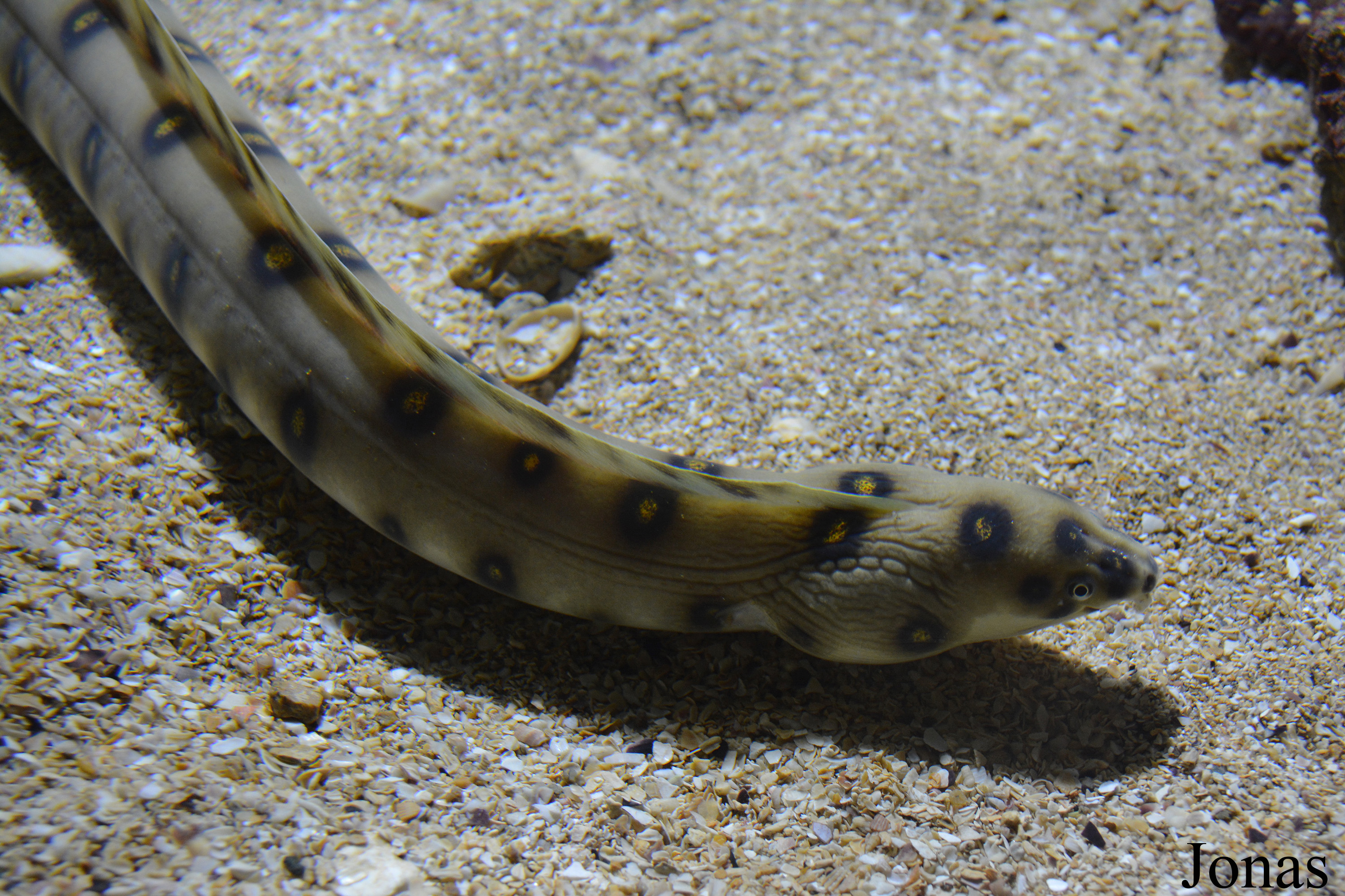 Myrichthys ocellatus