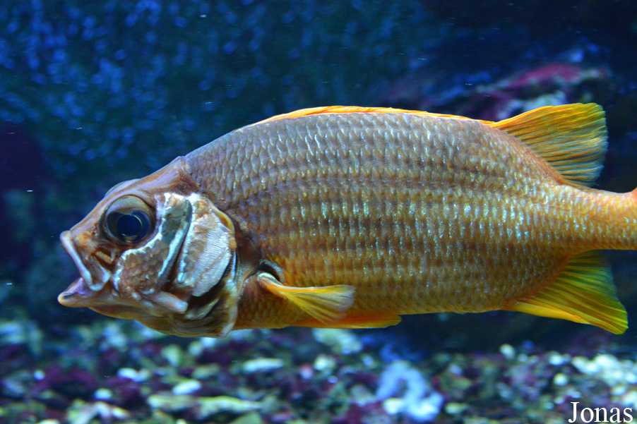 Sargocentron spiniferum