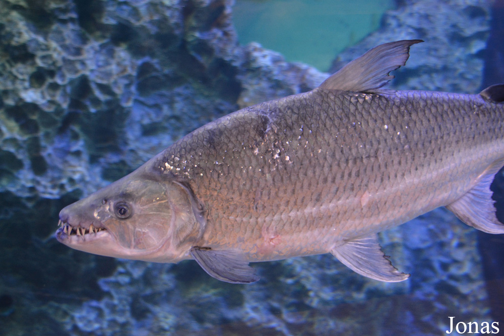 Hydrocynus goliath