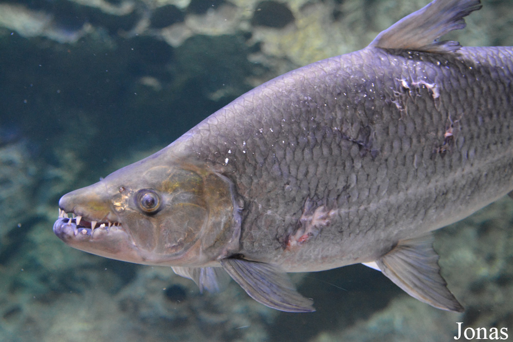 Hydrocynus goliath