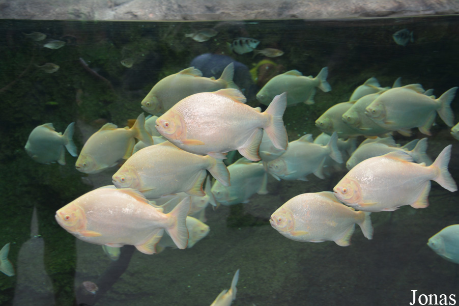Piaractus brachypomus
