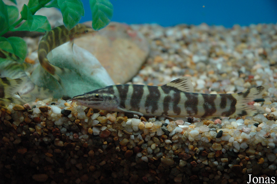 Sinibotia superciliaris