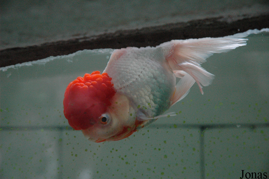 Carassius auratus