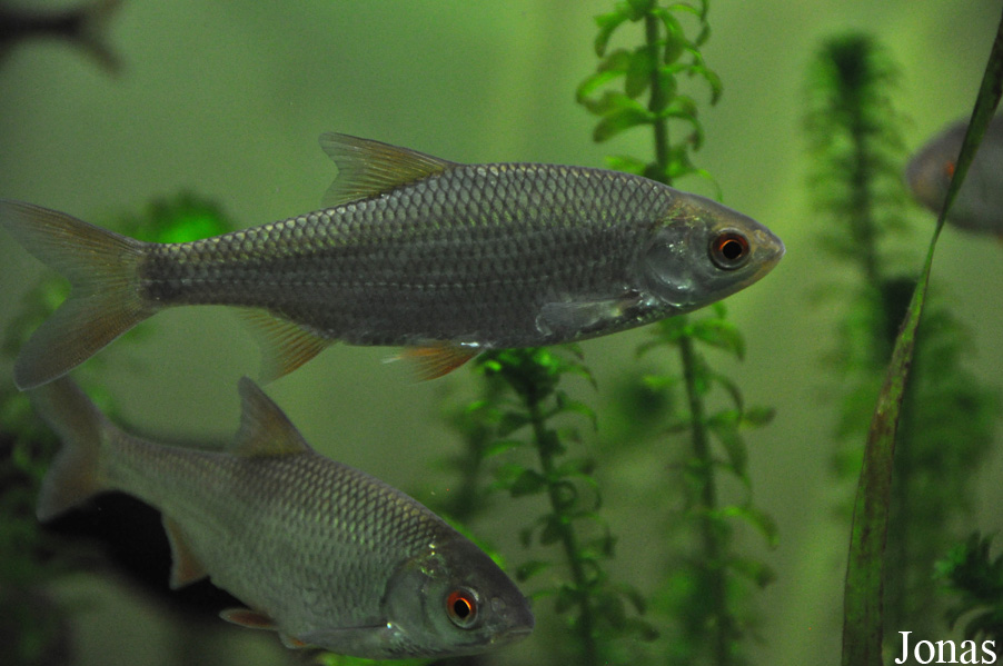 Chondrostoma nasus
