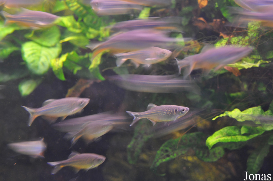 Devario malabaricus