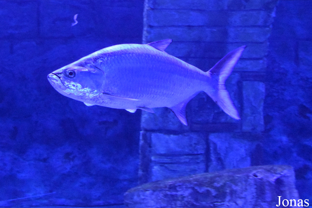 Megalops atlanticus