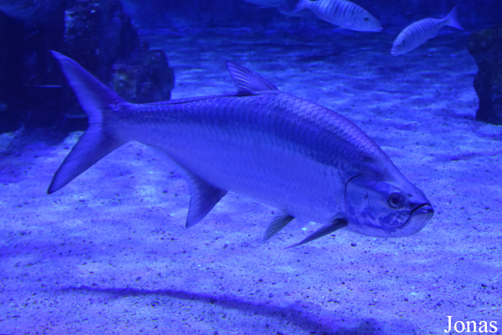Megalops atlanticus