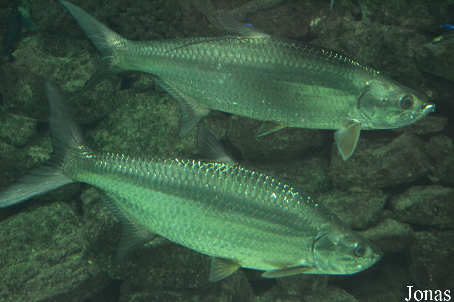 Megalops atlanticus