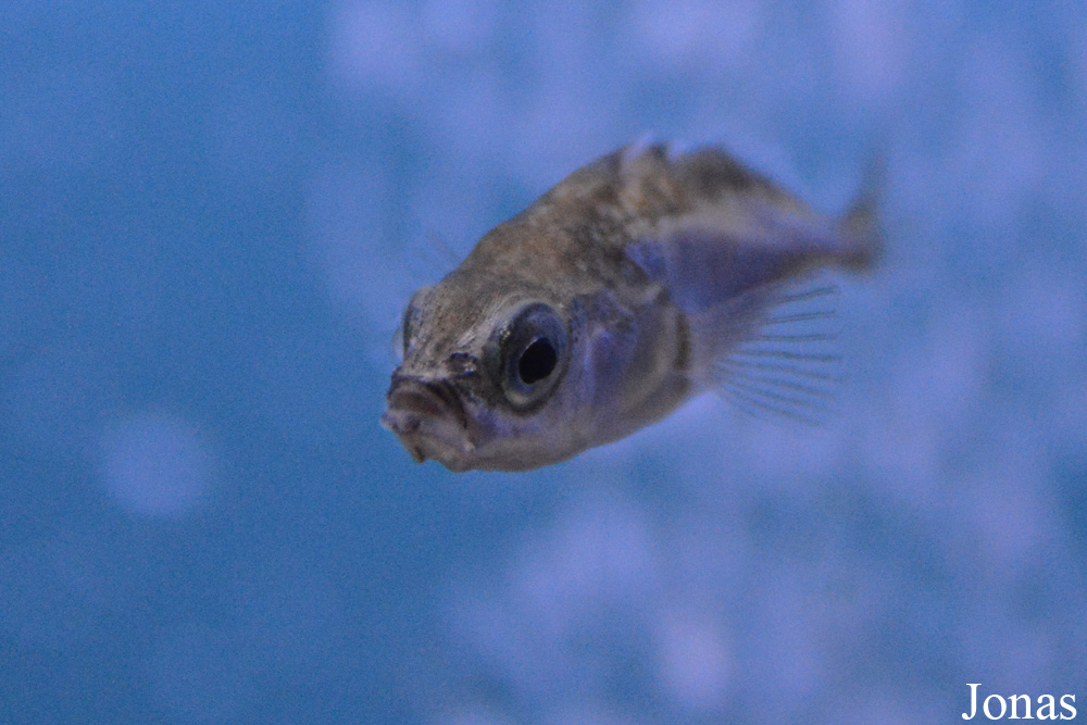 Gasterosteus aculeatus
