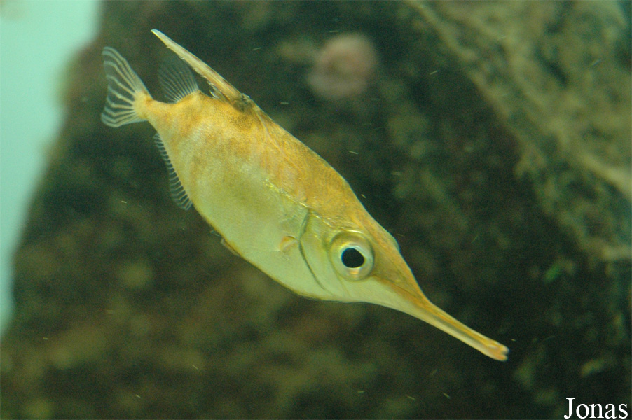 Macroramphosus scolopax