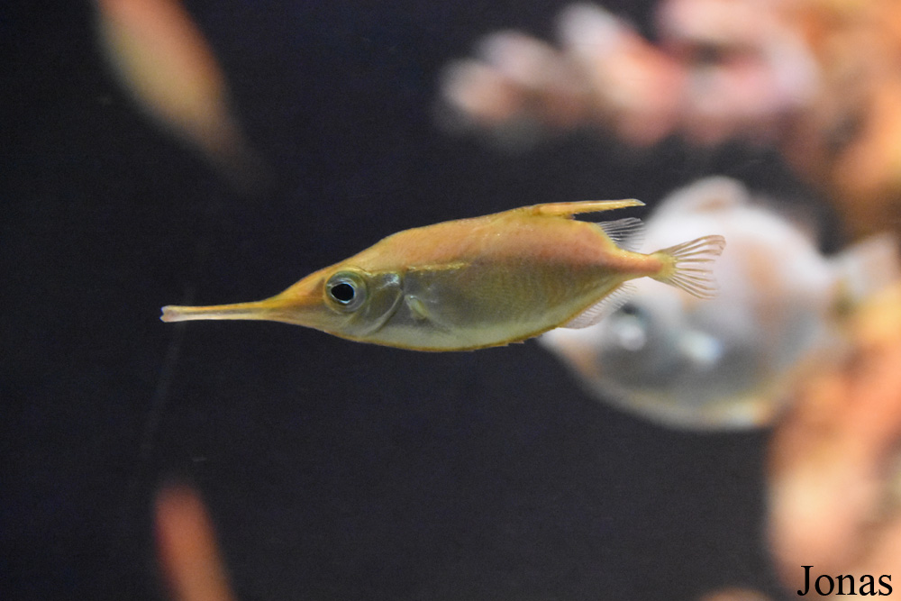 Macroramphosus scolopax