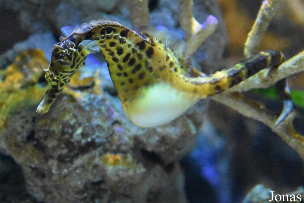 Hippocampus abdominalis