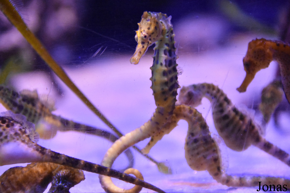 Hippocampus abdominalis