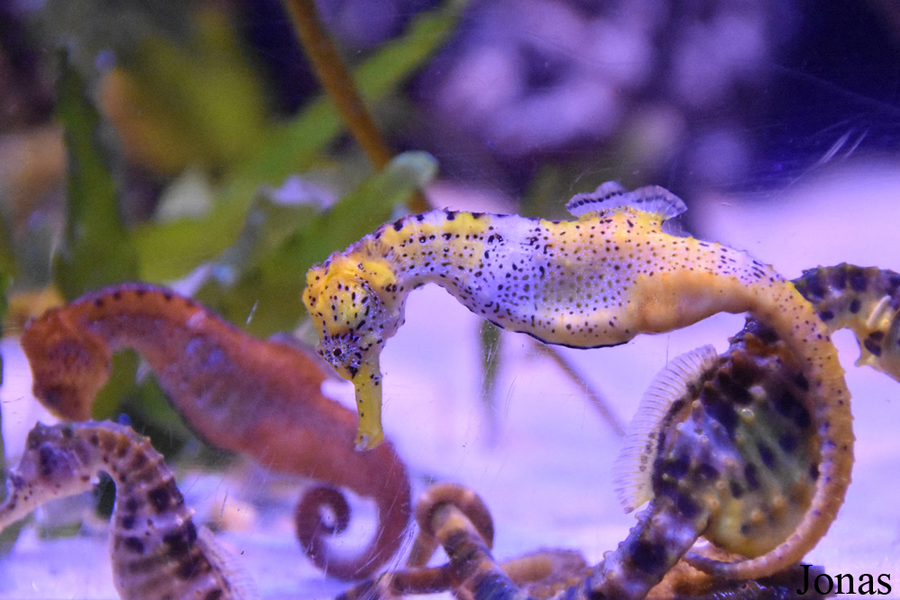 Hippocampus abdominalis