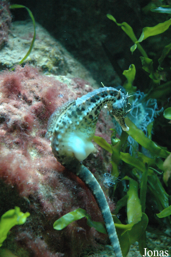 Hippocampus abdominalis