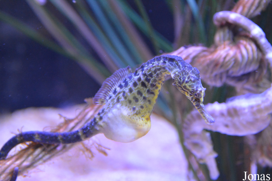 Hippocampus bleekeri