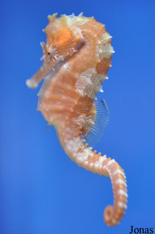 Hippocampus erectus