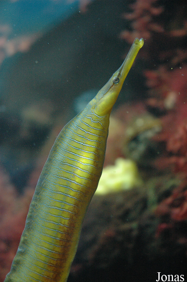 Entelurus aequoreus