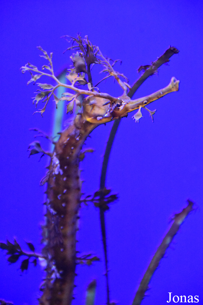 Haliichthys taeniophorus