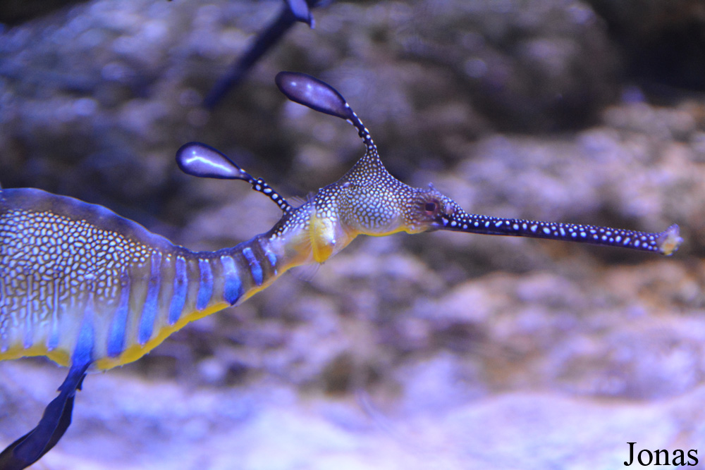 Phyllopteryx taeniolatus