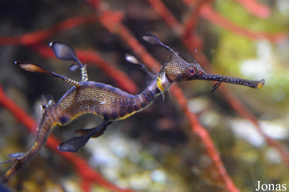 Phyllopteryx taeniolatus